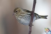 Pine Siskin